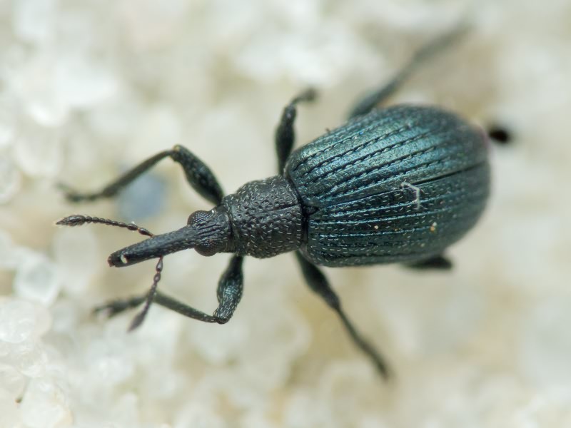 Eutrichapion facetum (Gyllenhal, 1839)